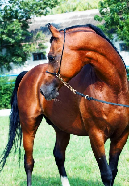 Smukke arabiske bugt hingst - Stock-foto