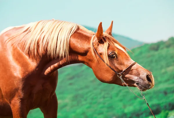 Portrait of  beautiful sorrel arabian colt — Stock Photo, Image