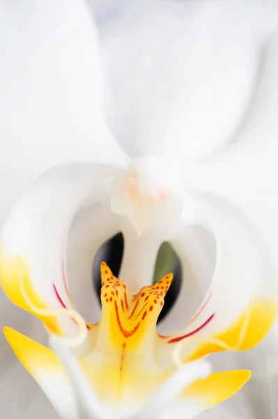 Vacker vit orkidé blomma makro — Stockfoto