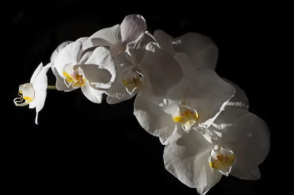 Witte orchidee op een zwarte achtergrond — Stockfoto