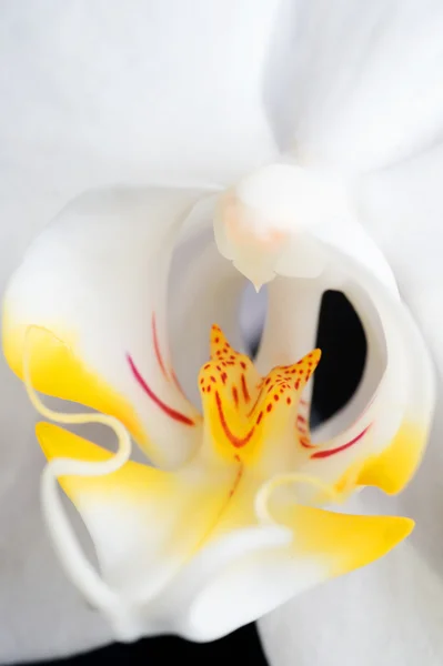 Bella macro bianca del fiore del Orchid — Foto Stock