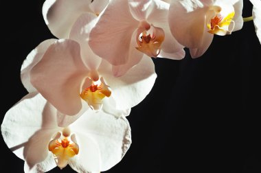 Siyah arkaplanda beyaz orkide