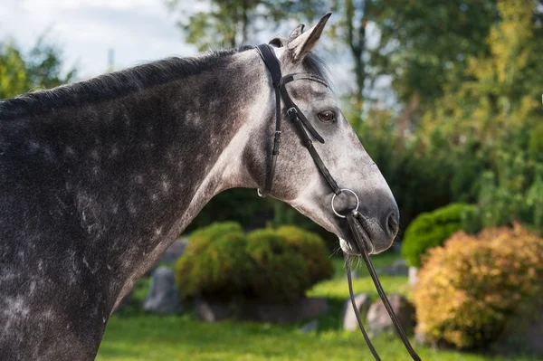Ritratto di cavallo sportivo grigio — Foto Stock