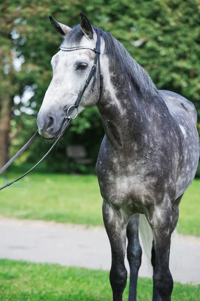 Portrét šedé sportovní koně — Stock fotografie