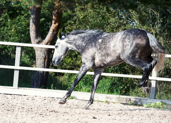 Grijze paard spelen beheren — Stockfoto