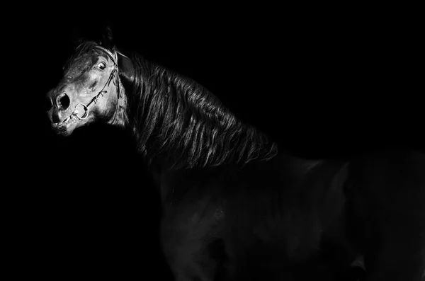 Portrait of  black stallion at black background — Stock Photo, Image