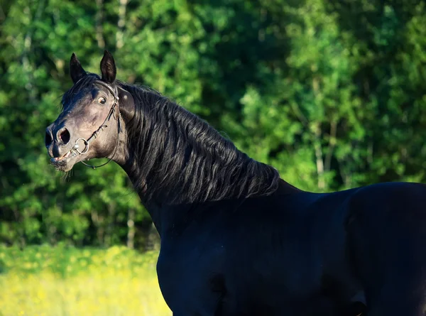 Πορτρέτο της φυλής Μαύρο stallion στο πεδίο — Φωτογραφία Αρχείου