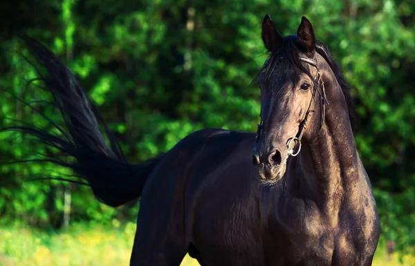 Porträtt av rasen svart hingst — Stockfoto