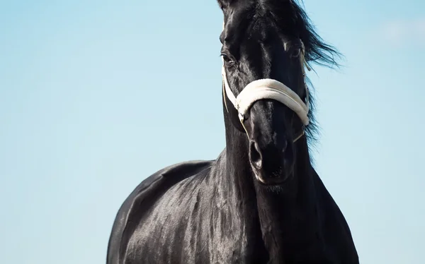 Porträtt av rinnande rasen svart hingst på himmel bakgrund — Stockfoto