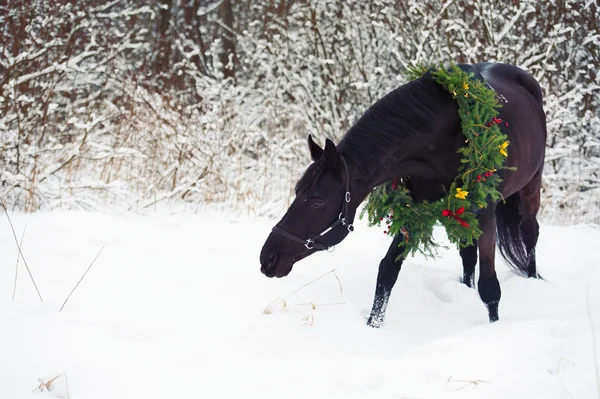 Caballo negro con corona de Navidad — Foto de Stock