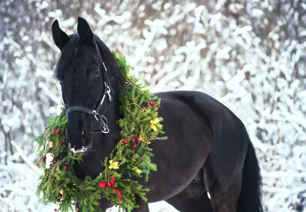 Retrato navideño de caballo negro hermoso — Foto de Stock