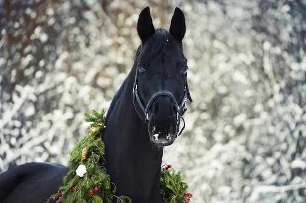 Christmas portrait of black beautiful horse — Stock Photo, Image