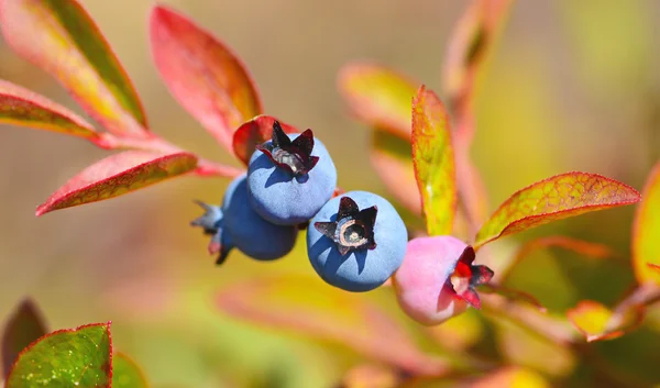 Bleuets sauvages Images De Stock Libres De Droits