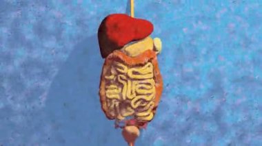 İnsan Sindirim Sistemi 'nin 3 boyutlu animasyonu Büyük Bağırsak Anatomisi 
