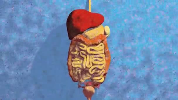 Animacja Układu Pokarmowego Człowieka Anatomia Jelita Grubego — Wideo stockowe
