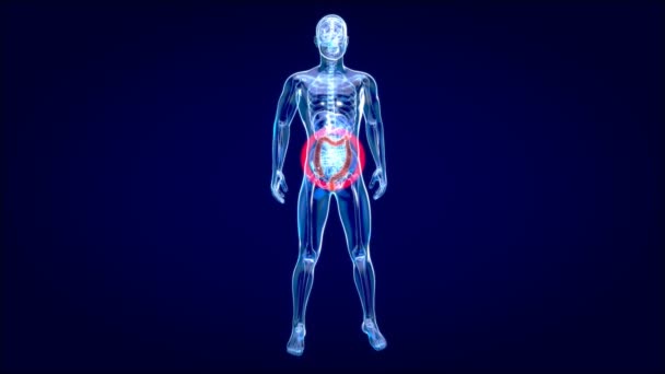 Animação Sistema Digestivo Humano Anatomia Intestinal Grande — Vídeo de Stock