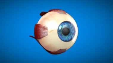 oftalmoloji, göz anatomisi - 3 boyutlu animasyon 