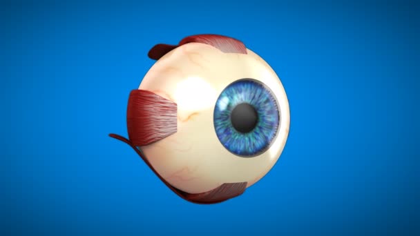 Oftalmologia Anatomia Dos Olhos Animação — Vídeo de Stock