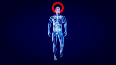 Üç boyutlu animasyon. Röntgenci anatomisi