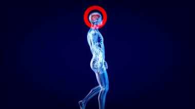 Üç boyutlu animasyon. Röntgenci anatomisi