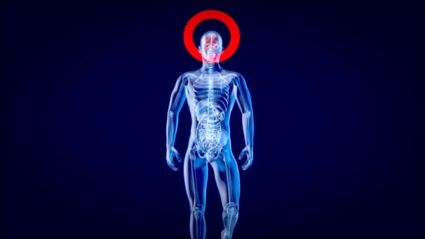 Animazione Concetto Anatomia Uomo Raggi — Video Stock