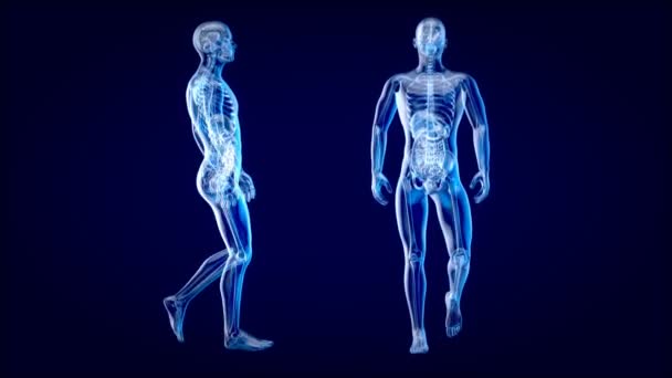 Animación Concepto Anatomía Hombre Rayos Caminando — Vídeo de stock