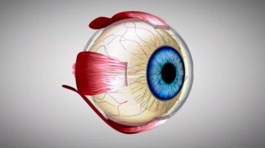 oftalmoloji, göz anatomisi - 3 boyutlu animasyon 