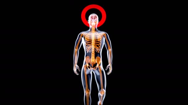 Animazione Concetto Anatomia Uomo Raggi — Video Stock