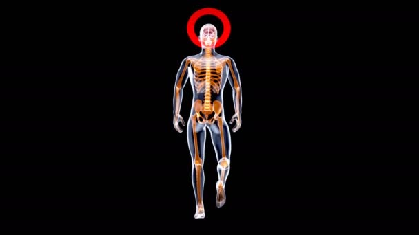 Animación Concepto Anatomía Hombre Rayos — Vídeo de stock