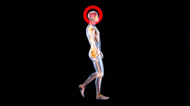 Animation Anatomisches Konzept Eines Röntgenmenschen — Stockvideo