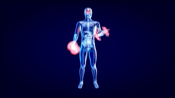 Animación Una Anatomía Hombre Rayos Haciendo Rizos Bíceps — Vídeos de Stock