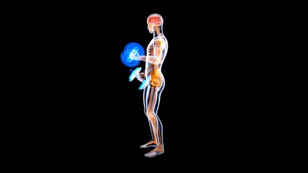 Animation Μιας Anatomy Ray Man Κάνοντας Biceps Μπούκλες — Αρχείο Βίντεο