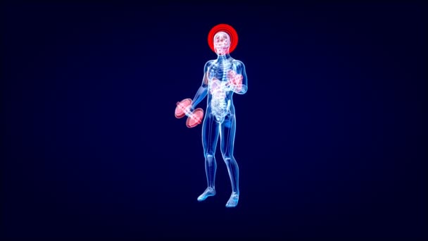 Animación Una Anatomía Hombre Rayos Haciendo Rizos Bíceps — Vídeos de Stock