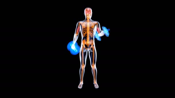 Animation Anatomy Ray Man Doing Biceps Curls — Stock Video