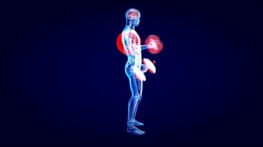 Biceps Curls filminde oynayan bir röntgencinin 3 boyutlu animasyonu