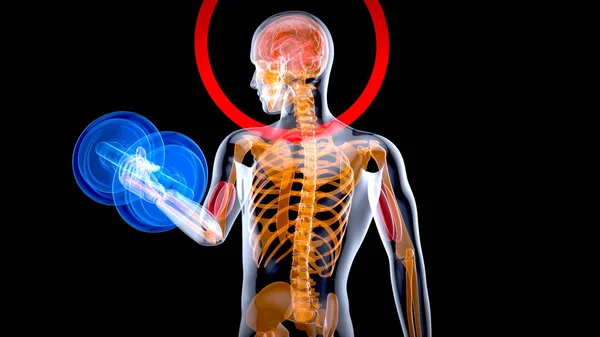 3D Illustration of an Anatomy of a X-ray man doing Biceps Curls on black background