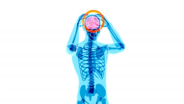 Mal Testa Raggi Umani Cerebrali Anatomia Umana Animazione — Video Stock