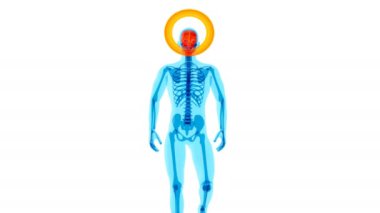 3D animation.  Anatomy concept of a Xray man walking