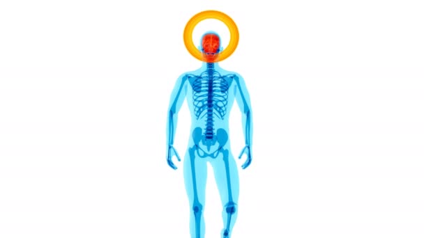 Animation Anatomy Concept Xray Man Walking — Stok video
