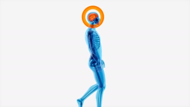 人間と脳のX線 人間の解剖学 3Dアニメーション — ストック動画