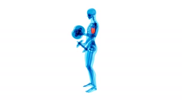 Иллюстрация Анатомии Рентгеновского Человека Делающего Бицепсы — стоковое видео