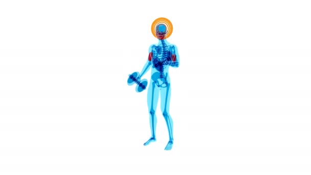 Illustration Anatomy Ray Man Doing Biceps Curls — Stock Video