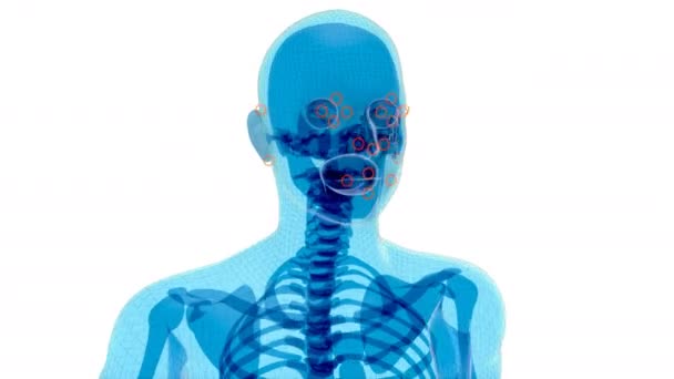 Ανθρώπινη Ακτινογραφία Αναγνώριση Προσώπου Ανθρώπινης Ανατομίας Τρισδιάστατη Απεικόνιση — Αρχείο Βίντεο