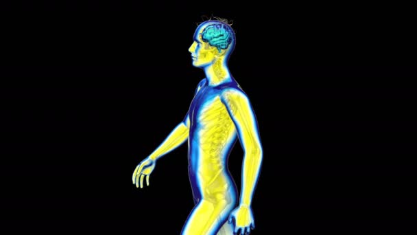 Rayos Humanos Cerebrales Anatomía Humana Animación — Vídeo de stock