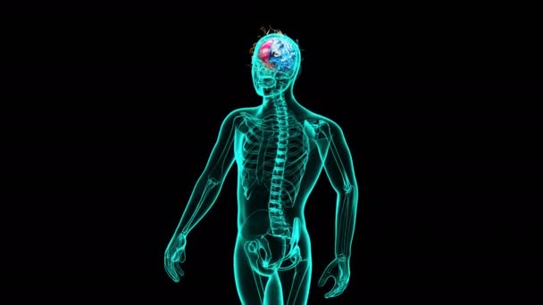 Menselijke Hersenen Xray Menselijke Anatomie Animatie — Stockvideo
