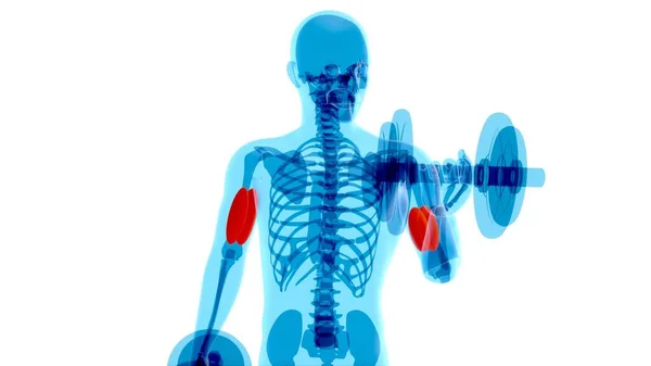 Röntgen Çeken Bir Adamın Anatomisi Beyaza Kıvrılır — Stok fotoğraf