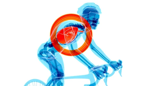 Anatomi Pengendara Sepeda Sinar — Stok Foto