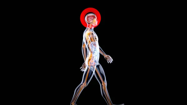 暗い背景にあるX線男の3D解剖学的概念 — ストック写真