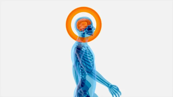 Концепция Анатомии Человека Xray Идущего Пешком — стоковое фото