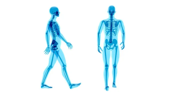 Conceito Anatomia Homem Raios Andando — Fotografia de Stock